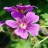 Герань величественная или пышная, Geranium х magnificum - Герань величественная, Geranium magnificum. Отдельный цветок.